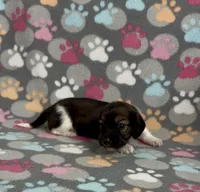 Longhair Pascal, a male Miniature Dachshund for sale in Fitzgerald, GA – Photo 2 of 7