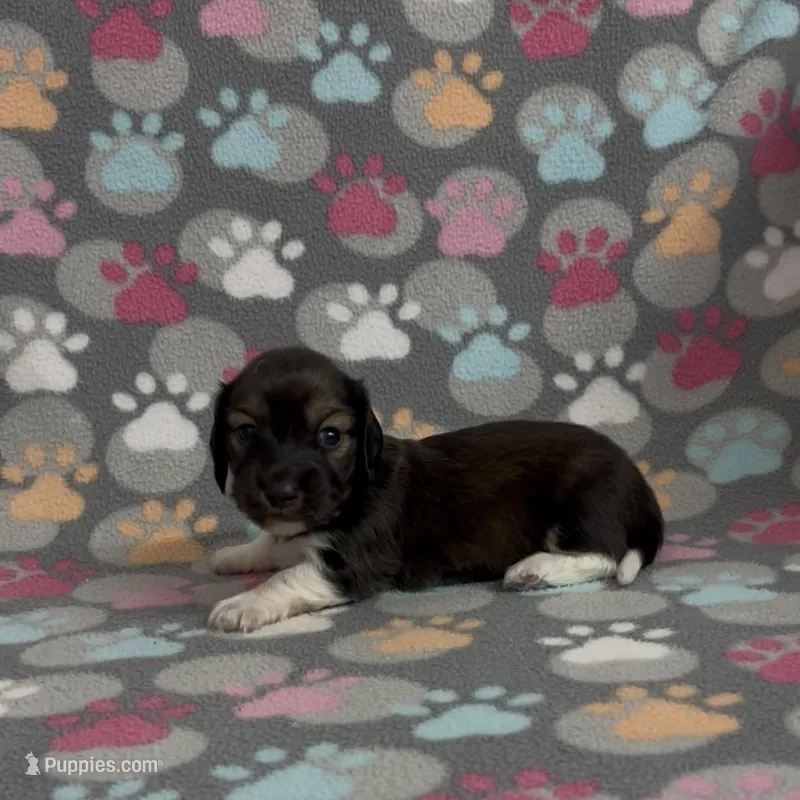 Longhair Pascal, a male Miniature Dachshund for sale in Fitzgerald, GA – Photo 1 of 7