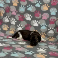 Longhair Pascal, a male Miniature Dachshund for sale in Fitzgerald, GA – Photo 6 of 7