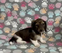 Longhair Pascal, a male Miniature Dachshund for sale in Fitzgerald, GA – Photo 2 of 7