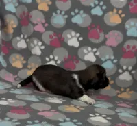 Longhair Pascal, a male Miniature Dachshund for sale in Fitzgerald, GA – Photo 3 of 7