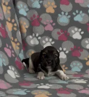 Longhair Pascal, a male Miniature Dachshund for sale in Fitzgerald, GA – Photo 4 of 7