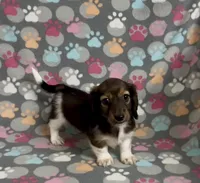 Longhair Pascal, a male Miniature Dachshund for sale in Fitzgerald, GA – Photo 5 of 7