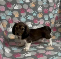 Longhair Pascal, a male Miniature Dachshund for sale in Fitzgerald, GA – Photo 4 of 7