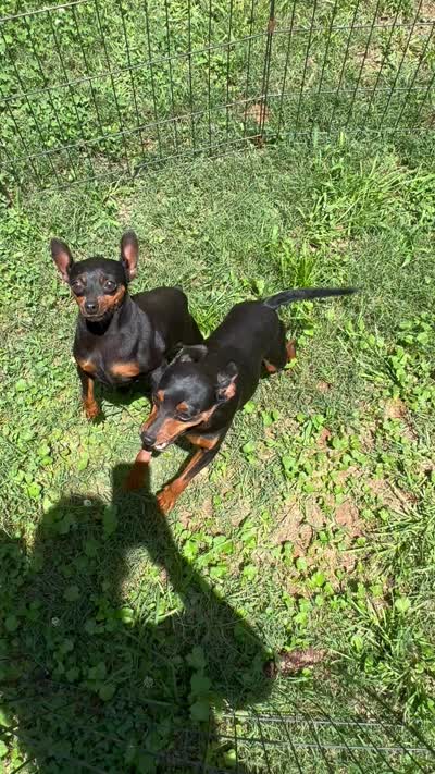 Natural Tail GI Joe, a male Miniature Pinscher for sale in Fitzgerald, GA – 4 of 4