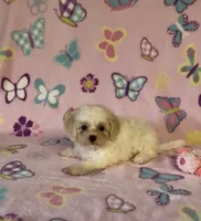 Risa , a female Maltipoo for sale in Fitzgerald, GA – 10 of 10