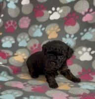 Gabi, a female Poodle - Toy  for sale in Fitzgerald, GA – 4 of 10