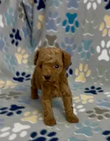 Fajita, a male Poodle - Toy  for sale in Fitzgerald, GA – 3 of 8