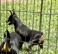 Tiny Emma, a female Miniature Pinscher for sale in Fitzgerald, GA – 2 of 4