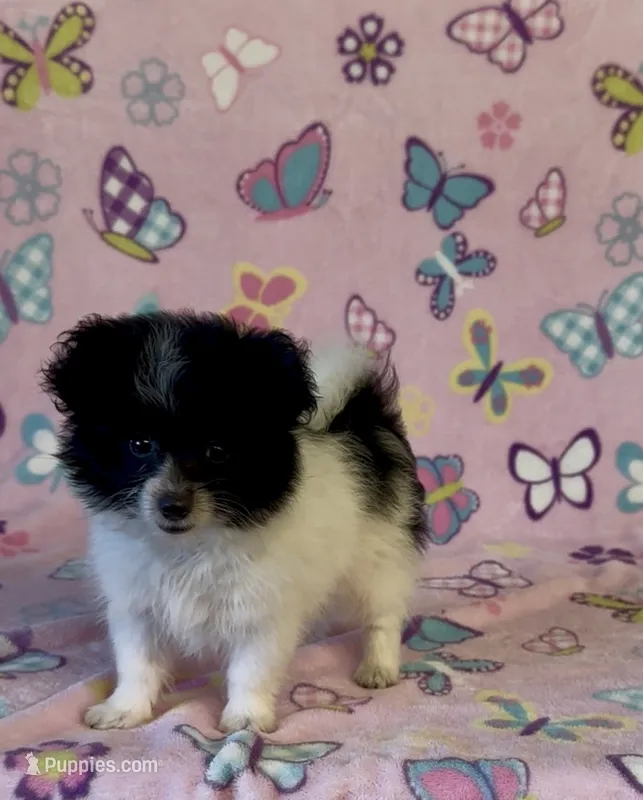 Kenya – Pomapoo puppy for sale in Fitzgerald, GA