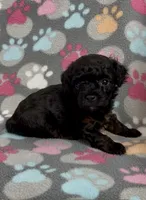 Gabi, a female Poodle - Toy  for sale in Fitzgerald, GA – 2 of 10
