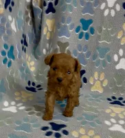 Tiny Flame, a male Poodle - Toy  for sale in Fitzgerald, GA – 7 of 10
