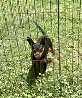 Natural Tail GI Joe, a male Miniature Pinscher for sale in Fitzgerald, GA – 3 of 4