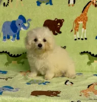 Ricky, a male Maltipoo for sale in Fitzgerald, GA – 7 of 7