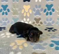 Longhair Ace, a male Miniature Dachshund for sale in Fitzgerald, GA – 1 of 3