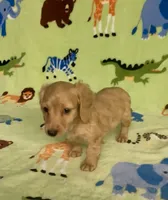 Longhair Diesel , a male Miniature Dachshund for sale in Fitzgerald, GA – 8 of 8