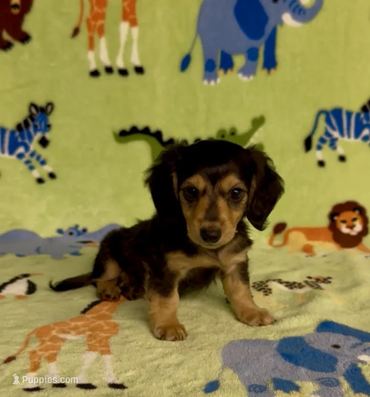 Longhair Danny – Miniature Dachshund puppy for sale in Fitzgerald, GA