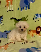 Ricky, a male Maltipoo for sale in Fitzgerald, GA – 3 of 4