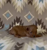 Polly, a female Poodle - Toy  for sale in Fitzgerald, GA – 5 of 8