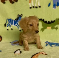 Longhair Diesel , a male Miniature Dachshund for sale in Fitzgerald, GA – 7 of 8