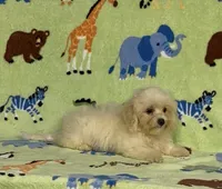 Risa , a female Maltipoo for sale in Fitzgerald, GA – 4 of 6