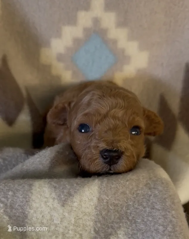 Popper – Poodle - Toy  puppy for sale in Fitzgerald, GA