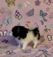 Kenya, a female Pomapoo for sale in Fitzgerald, GA – 6 of 7