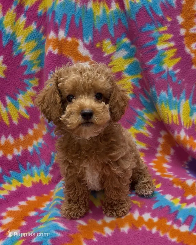 Gunner – Poodle - Toy  puppy for sale in Fitzgerald, GA