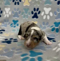 Longhair Dandy, a male Miniature Dachshund for sale in Fitzgerald, GA – 6 of 6