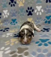 Longhair Dandy, a male Miniature Dachshund for sale in Fitzgerald, GA – 3 of 6