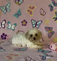 Risa , a female Maltipoo for sale in Fitzgerald, GA – 7 of 10