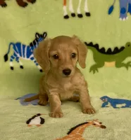 Longhair Diesel , a male Miniature Dachshund for sale in Fitzgerald, GA – 6 of 8