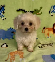 Royal, a male Maltipoo for sale in Fitzgerald, GA – 2 of 10