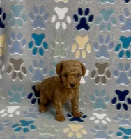 Fajita, a male Poodle - Toy  for sale in Fitzgerald, GA – 4 of 8
