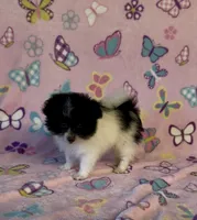 Kenya, a female Pomapoo for sale in Fitzgerald, GA – 5 of 7