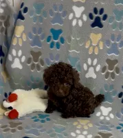 Rolo, a female Poodle - Toy  for sale in Fitzgerald, GA – 2 of 7