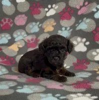 Gabi, a female Poodle - Toy  for sale in Fitzgerald, GA – 5 of 10