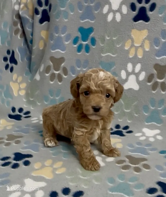 Gunner – Poodle - Toy  puppy for sale in Fitzgerald, GA