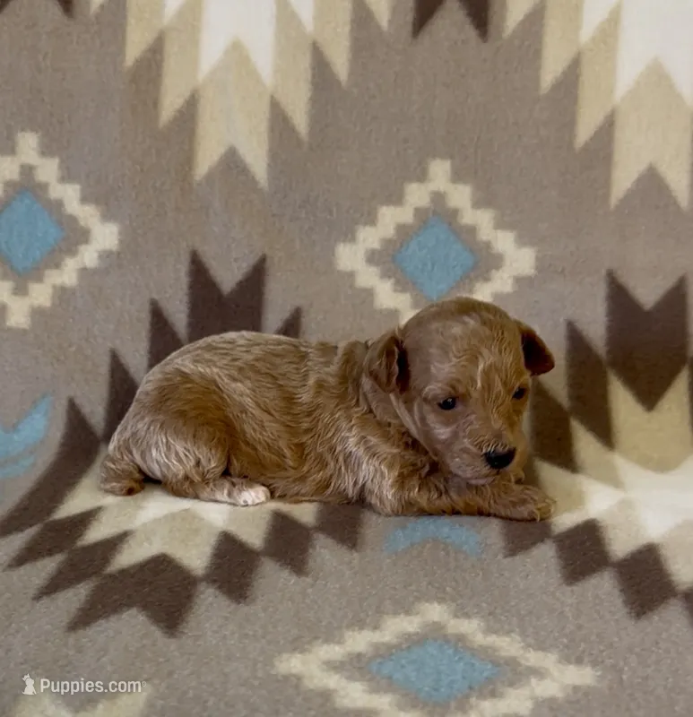Precious – Poodle - Toy  puppy for sale in Fitzgerald, GA