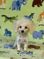 Royal, a male Maltipoo for sale in Fitzgerald, GA – 3 of 10