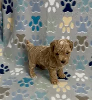 Garth, a male Poodle - Toy  for sale in Fitzgerald, GA – 8 of 10