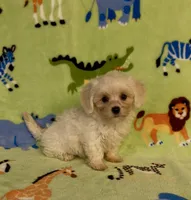Royal, a male Maltipoo for sale in Fitzgerald, GA – 8 of 10