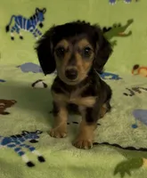 Longhair Danny, a male Miniature Dachshund for sale in Fitzgerald, GA – 4 of 8