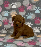 Fancy, a female Poodle - Toy  for sale in Fitzgerald, GA – 2 of 6
