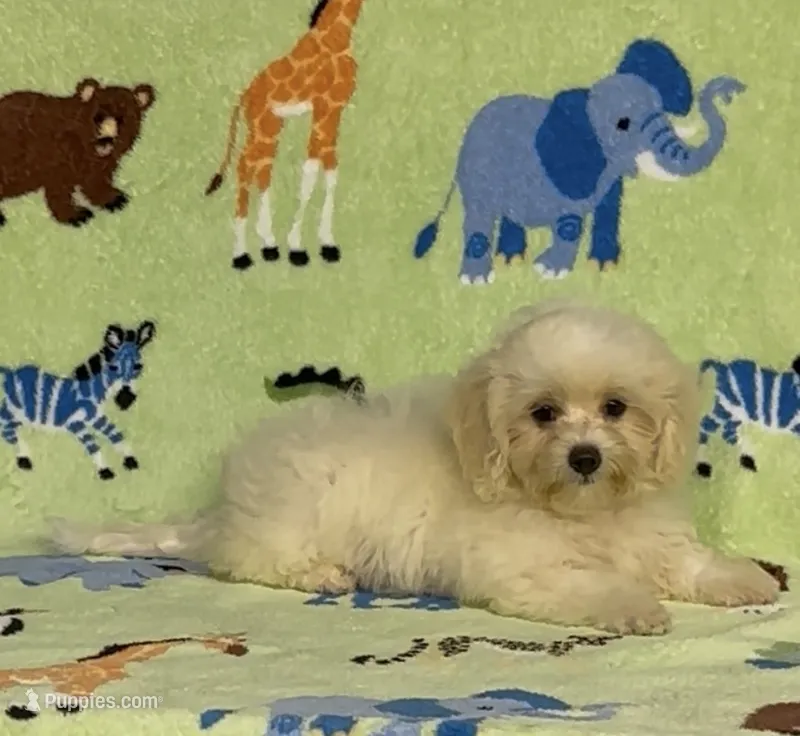 Risa  – Maltipoo puppy for sale in Fitzgerald, GA