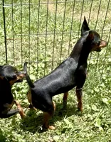 Natural Tail GI Joe, a male Miniature Pinscher for sale in Fitzgerald, GA – 2 of 4