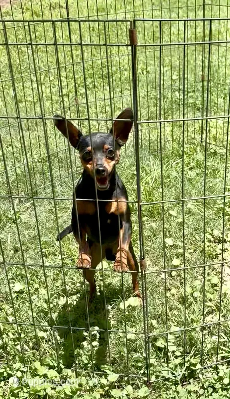 Natural Tail GI Joe – Miniature Pinscher puppy for sale in Fitzgerald, GA