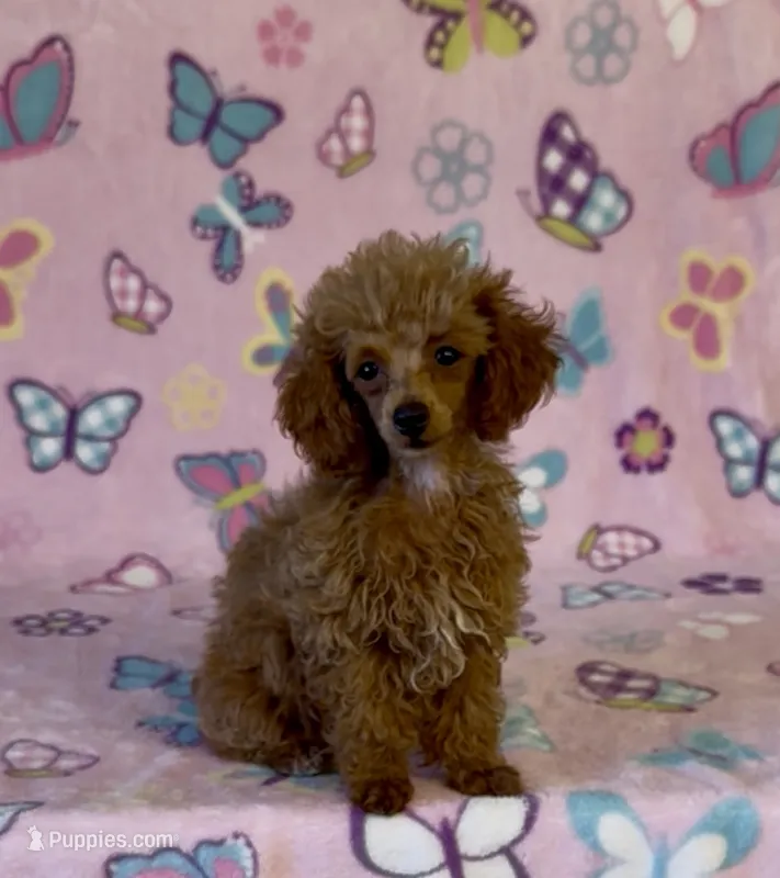 Precious – Poodle - Toy  puppy for sale in Fitzgerald, GA