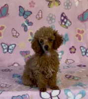 Precious, a female Poodle - Toy  for sale in Fitzgerald, GA – 1 of 6
