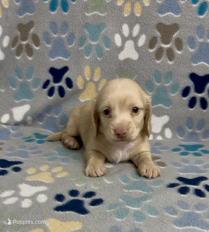Longhair Charlie – Miniature Dachshund puppy for sale in Fitzgerald, GA
